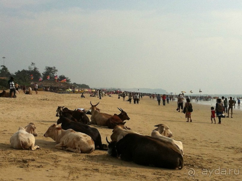 Гоа: здесь рая нет!)