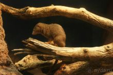 Чикаго: город ветров