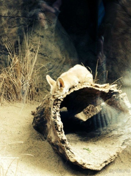 Чикаго: город ветров