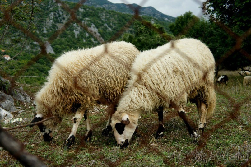 Черногория: размышления вслух