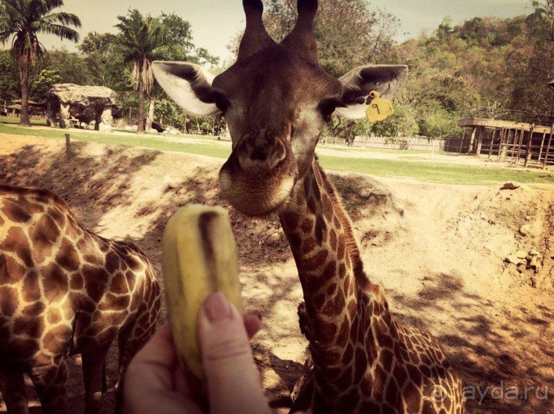 Альбом отзыва "Бангкок рулит: концерт Guns  and  Roses"