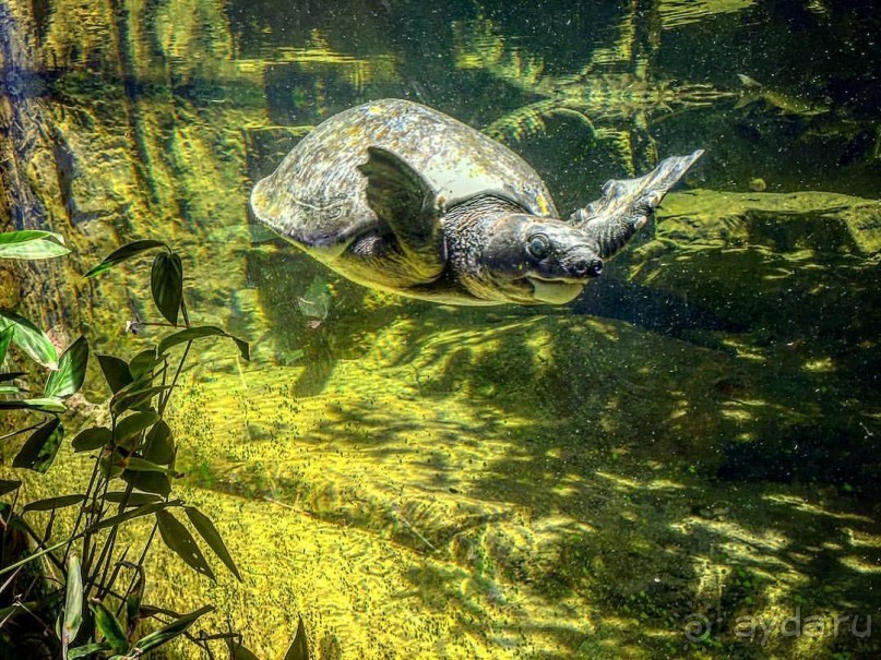 Альбом отзыва "Бангкок рулит: концерт Guns  and  Roses"