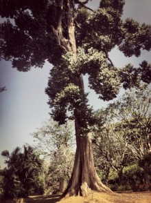 Цейлон или Благословенная земля Шри Ланка