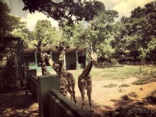 Цейлон или Благословенная земля Шри Ланка