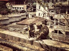 Цейлон или Благословенная земля Шри Ланка