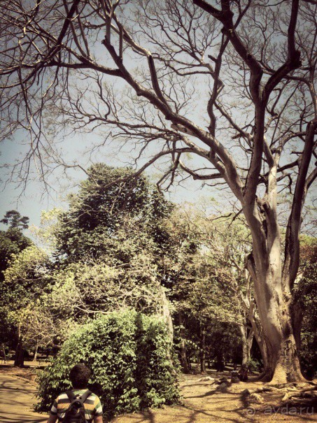 Цейлон или Благословенная земля Шри Ланка