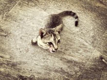 Цейлон или Благословенная земля Шри Ланка