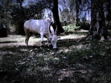 Цейлон или Благословенная земля Шри Ланка