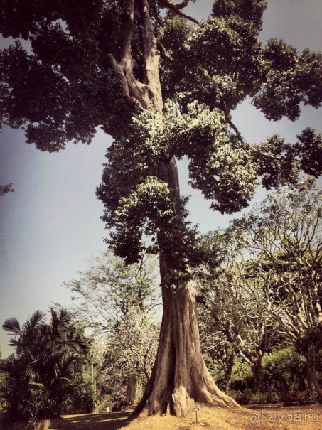 Цейлон или Благословенная земля Шри Ланка