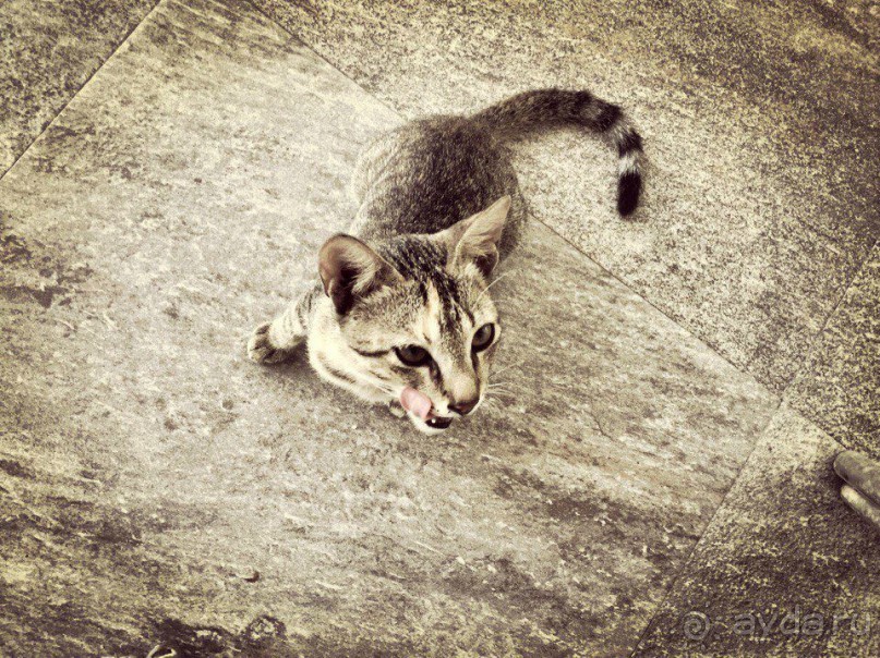 Цейлон или Благословенная земля Шри Ланка