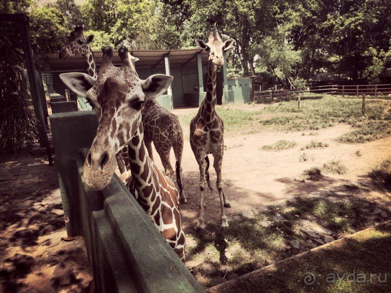 Цейлон или Благословенная земля Шри Ланка