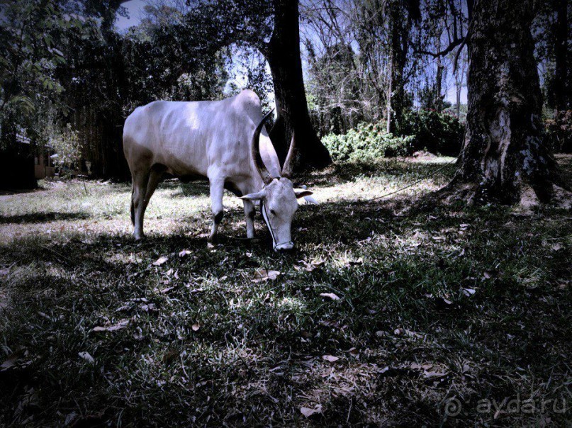 Цейлон или Благословенная земля Шри Ланка