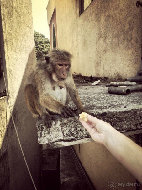 Цейлон или Благословенная земля Шри Ланка