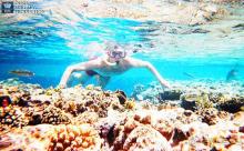 Кораллы у подводного