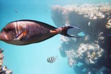 Отель прекраснейший!!!