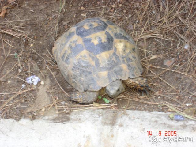 фото Belconti Resort Hotel