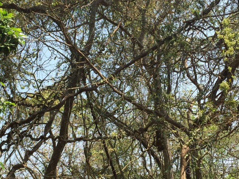 Вторая поездка Гоа (Мандрем)