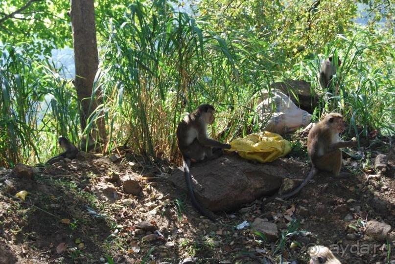 Путешествие по острову + пляжный отдых в Тангалле