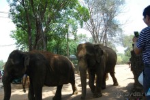 Путешествие по острову + пляжный отдых в Тангалле