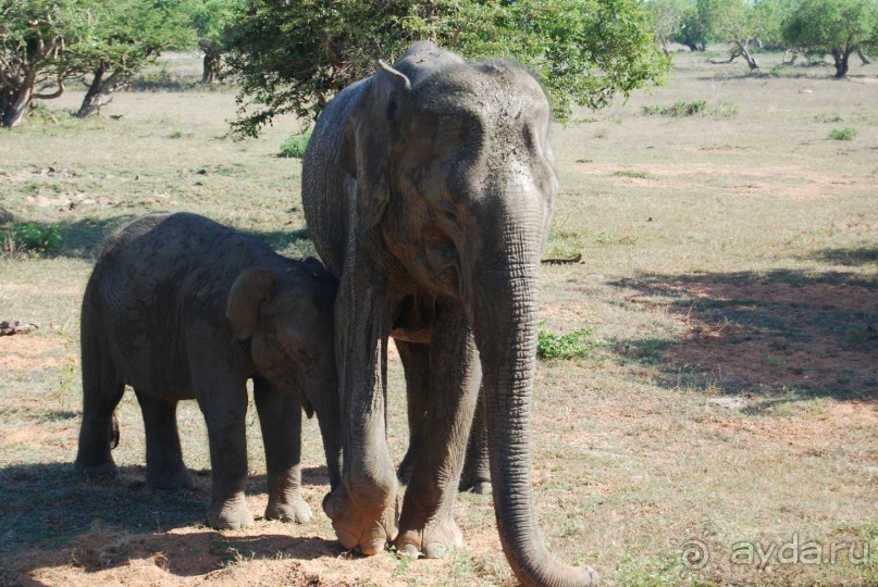 Путешествие по острову + пляжный отдых в Тангалле