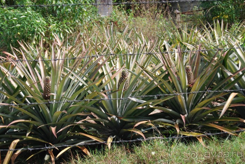 Путешествие по острову + пляжный отдых в Тангалле