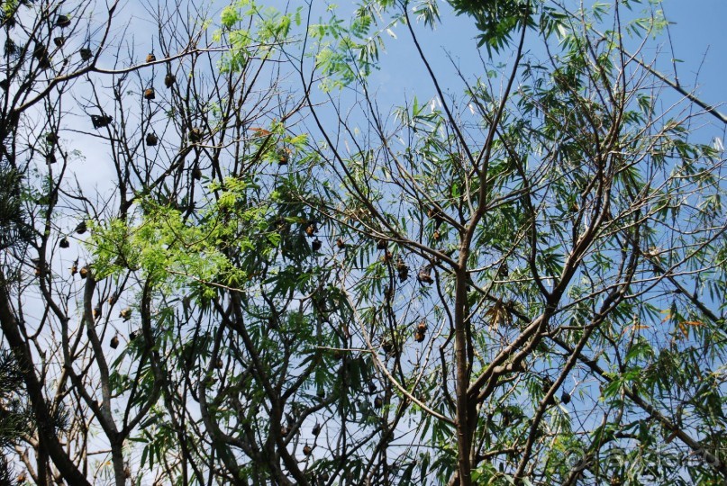 Путешествие по острову + пляжный отдых в Тангалле