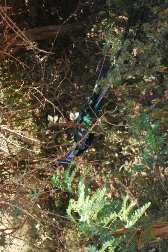 Путешествие по острову + пляжный отдых в Тангалле