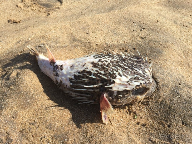 Путешествие по острову + пляжный отдых в Тангалле