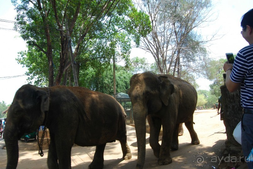 Путешествие по острову + пляжный отдых в Тангалле