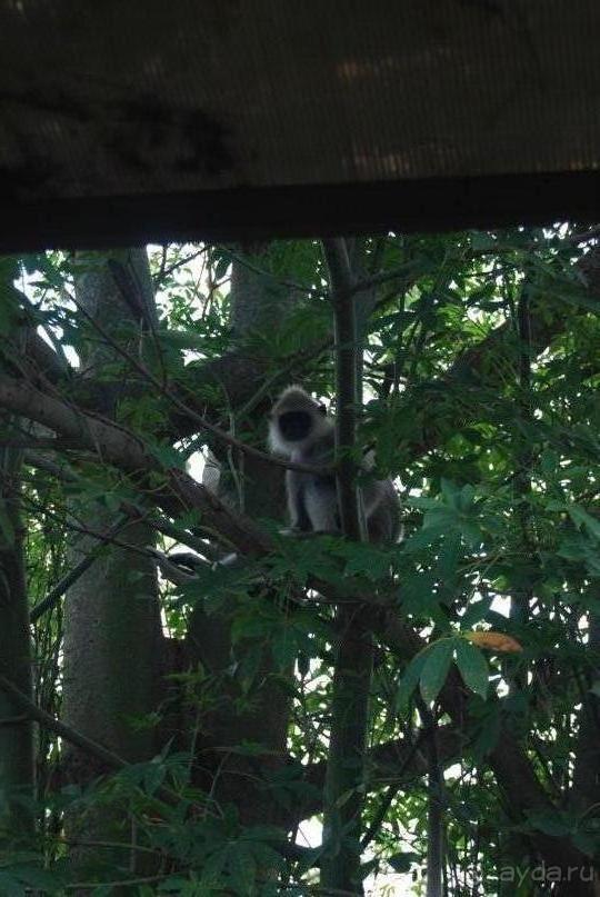 Путешествие по острову + пляжный отдых в Тангалле