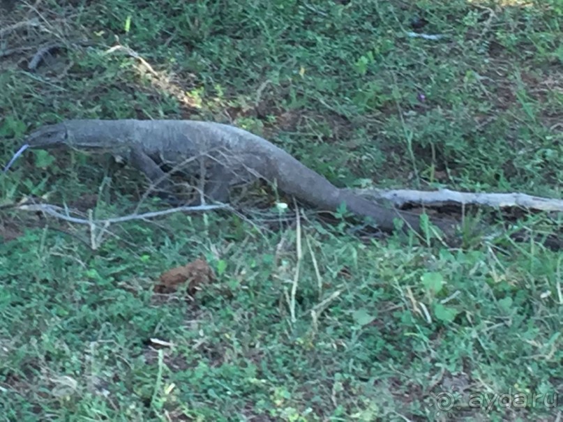 Путешествие по острову + пляжный отдых в Тангалле