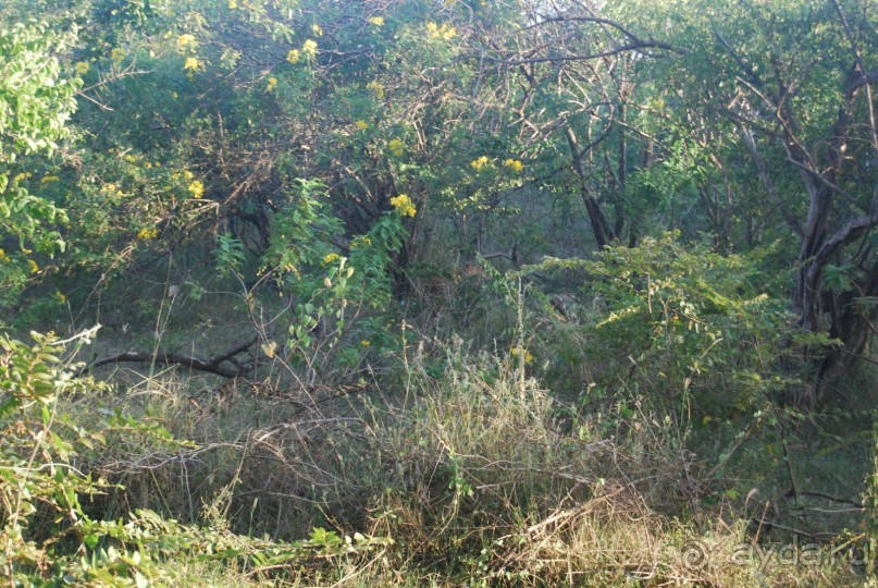 Путешествие по острову + пляжный отдых в Тангалле