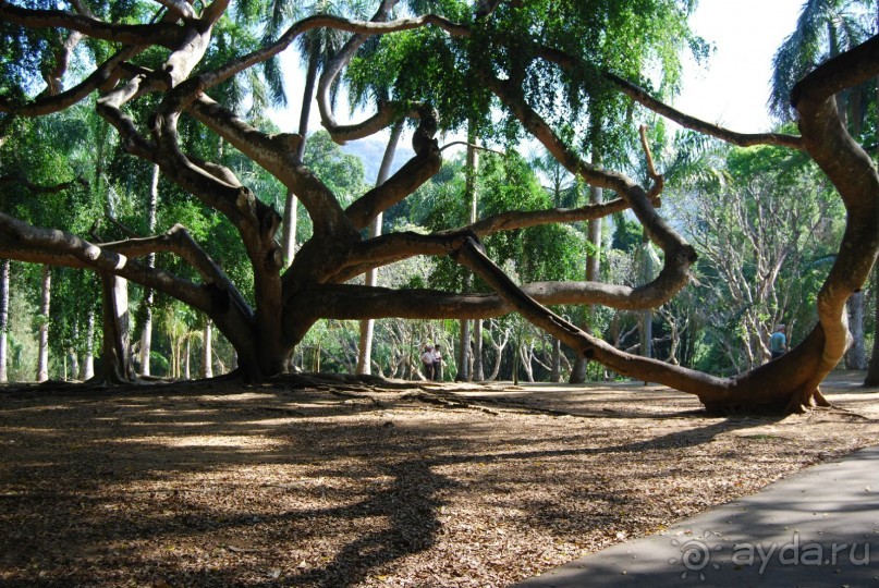 Путешествие по острову + пляжный отдых в Тангалле