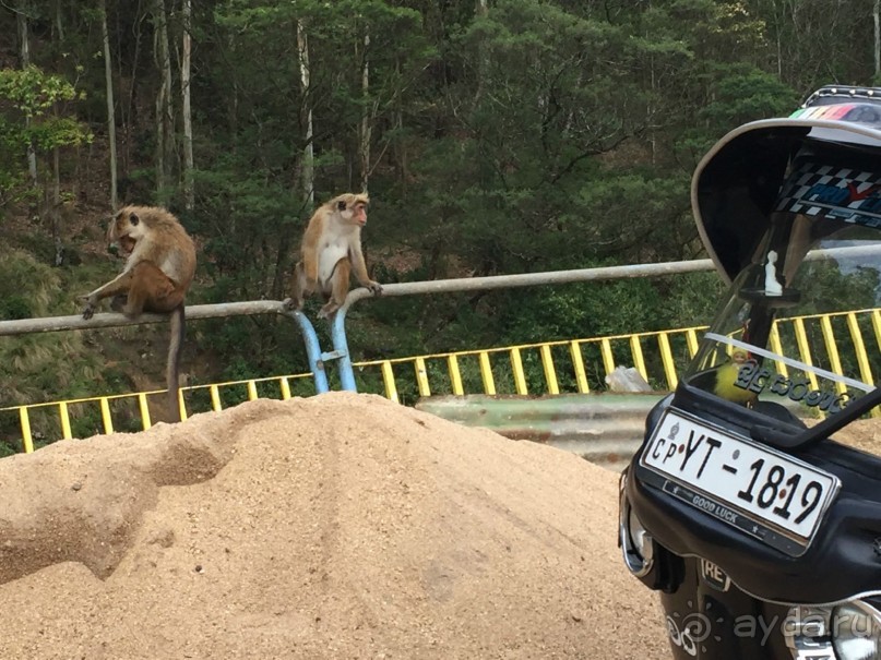 Путешествие по острову + пляжный отдых в Тангалле