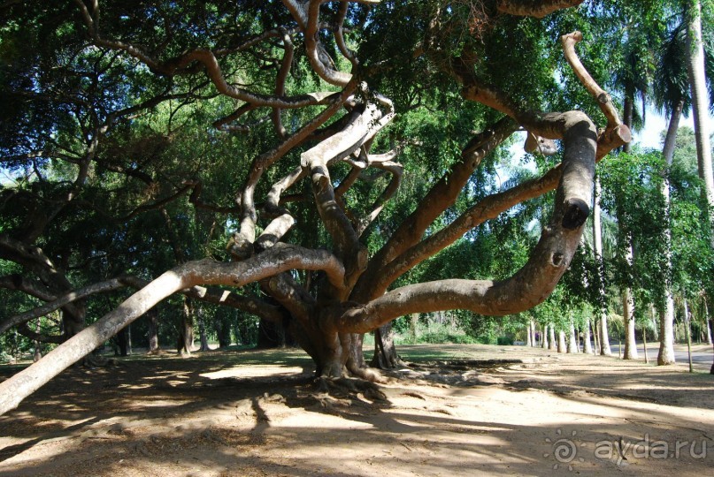 Путешествие по острову + пляжный отдых в Тангалле