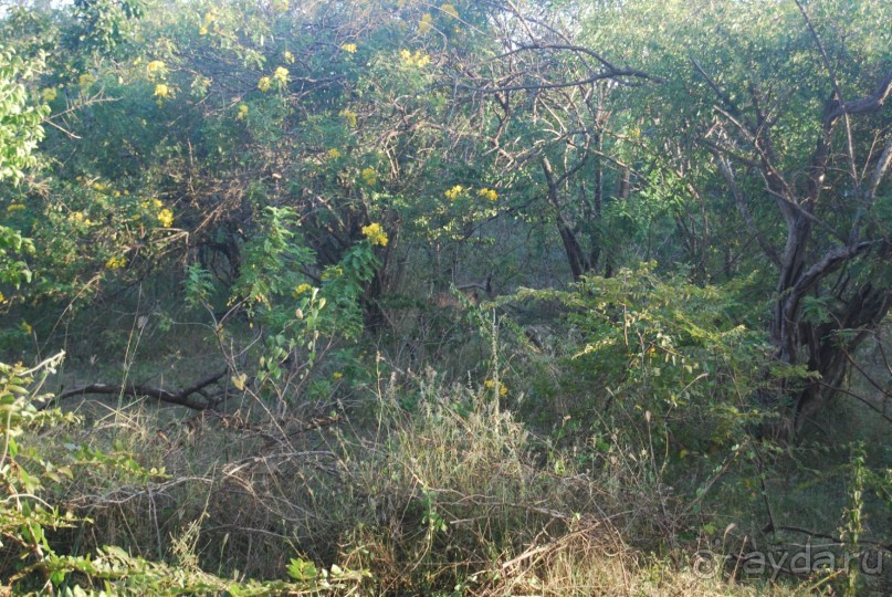 Путешествие по острову + пляжный отдых в Тангалле