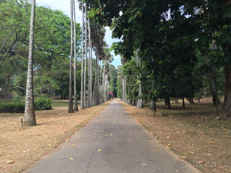 Путешествие по острову + пляжный отдых в Тангалле