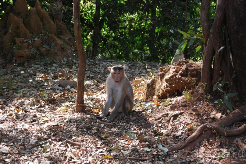 Супер! Южное Гоа