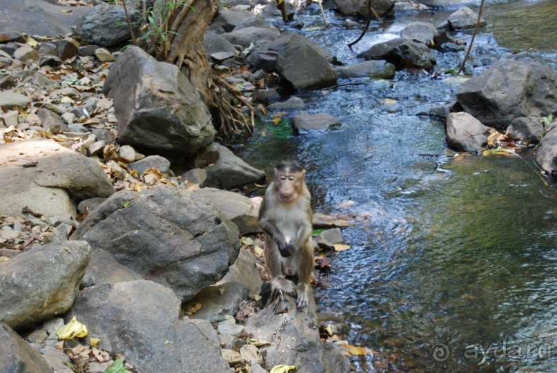 Супер! Южное Гоа