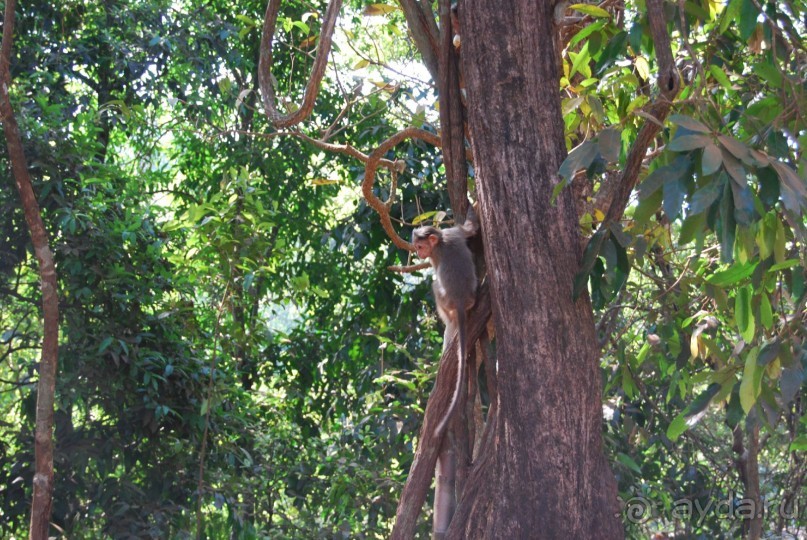 Супер! Южное Гоа