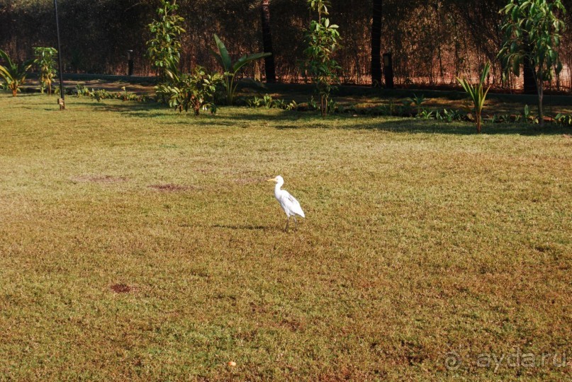 Супер! Южное Гоа