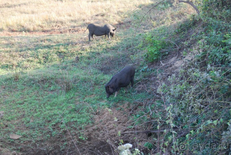 Супер! Южное Гоа