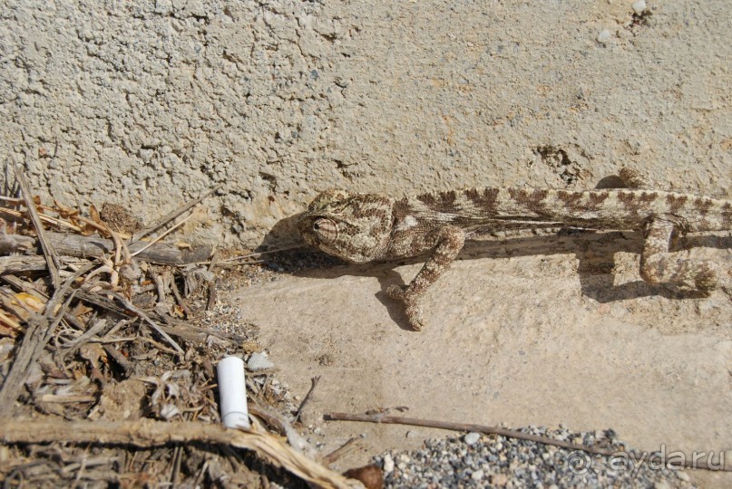 Турецкая Республика Северный Кипр (ТРСК)