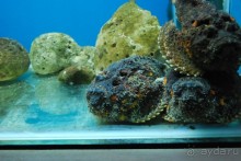 Социалистический Вьетнам (Нячанг)