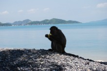 Социалистический Вьетнам (Нячанг)