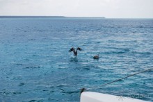 Доминикана - отдых без напрягов