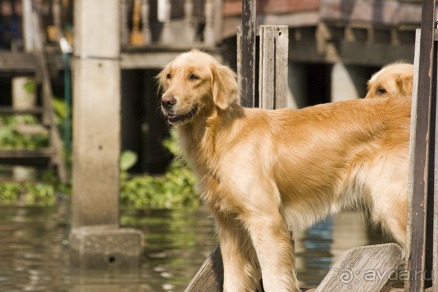 фото Baiyoke Sky