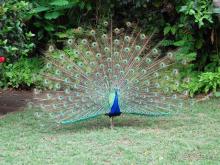 фото Bavaro Princess