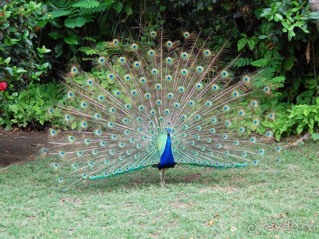 фото Bavaro Princess