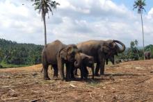 фото Induruwa Beach Resort